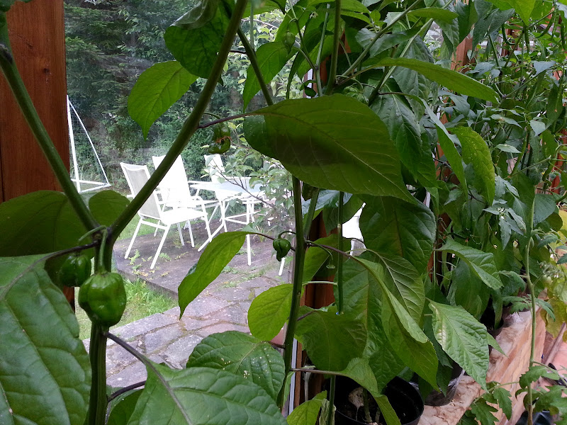 Chilli growing time!